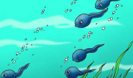 小蝌蚪视频,一场奇妙的蜕变之旅