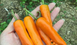 永安黄椒,香辣可口，传承千年的福建特色辣椒传奇